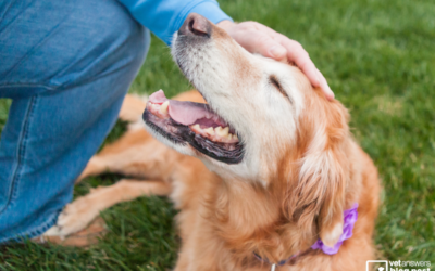 Managing Multiple Low-Grade Mast Cell Tumours (MCTs) in Dogs: A Guide for Veterinarians